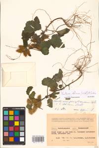 Xanthium orientale var. albinum (Widd.) Adema & M. T. Jansen, Eastern Europe, Lower Volga region (E9) (Russia)