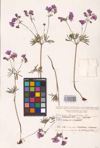 Geranium linearilobum DC., Eastern Europe, Lower Volga region (E9) (Russia)