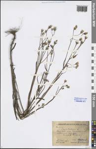 Crepis tectorum L., Siberia, Russian Far East (S6) (Russia)