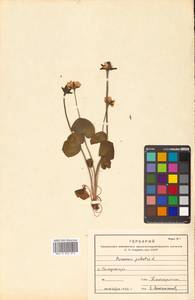 Parnassia palustris L., Siberia, Russian Far East (S6) (Russia)