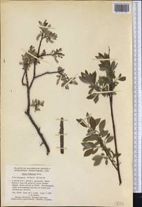 Salix bebbiana Sarg., America (AMER) (Canada)