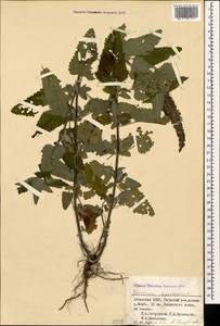 Teucrium hircanicum L., Caucasus, Abkhazia (K4a) (Abkhazia)