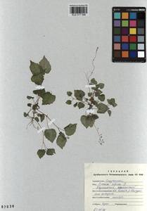 Circaea alpina L., Siberia, Altai & Sayany Mountains (S2) (Russia)