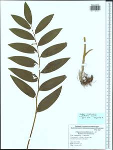 Polygonatum multiflorum (L.) All., Eastern Europe, Central region (E4) (Russia)