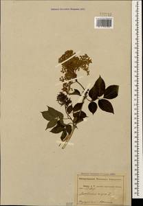 Sambucus nigra L., Caucasus, Abkhazia (K4a) (Abkhazia)
