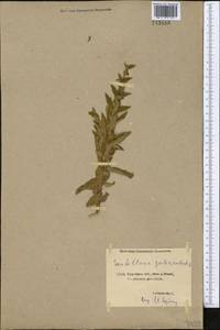 Scutellaria galericulata L., Middle Asia, Northern & Central Kazakhstan (M10) (Kazakhstan)