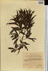 Salix udensis (Wimm.) Trautv. & C. A. Mey., Siberia, Chukotka & Kamchatka (S7) (Russia)