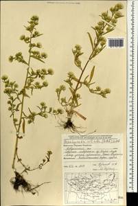 Symphyotrichum ciliatum (Ledeb.) G. L. Nesom, Mongolia (MONG) (Mongolia)