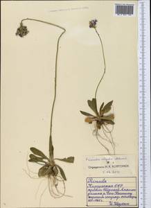 Primula algida Adams, Middle Asia, Northern & Central Tian Shan (M4) (Kyrgyzstan)