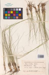 Stipa sareptana A.K.Becker, Eastern Europe, Lower Volga region (E9) (Russia)