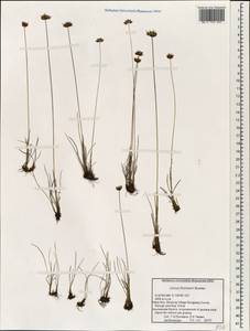 Juncus thomsonii Buchenau, South Asia, South Asia (Asia outside ex-Soviet states and Mongolia) (ASIA) (China)