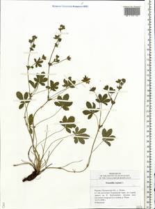 Potentilla reptans L., Eastern Europe, Middle Volga region (E8) (Russia)