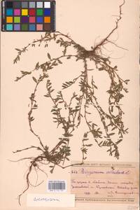Polygonum arenastrum Boreau, Eastern Europe, Middle Volga region (E8) (Russia)