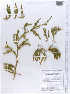 Spinulum annotinum subsp. dubium (Zoëga) J.H.Xue, Chepinoga & K.P.Ma, Eastern Europe, Northern region (E1) (Russia)