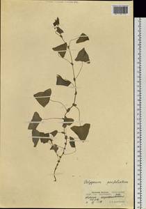 Persicaria perfoliata (L.) H. Gross, Siberia, Russian Far East (S6) (Russia)