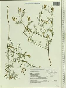 Astragalus arenarius L., Eastern Europe, Central region (E4) (Russia)