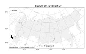Bupleurum tenuissimum L., Atlas of the Russian Flora (FLORUS) (Russia)
