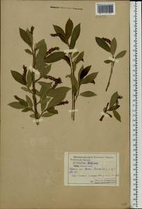 Salix triandra L., Eastern Europe, Central forest-and-steppe region (E6) (Russia)