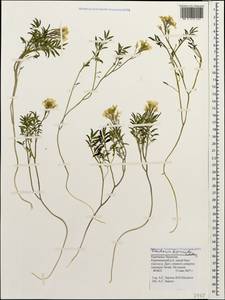 Cardamine bipinnata (C. A. Mey.) O. E. Schulz, Caucasus, Stavropol Krai, Karachay-Cherkessia & Kabardino-Balkaria (K1b) (Russia)