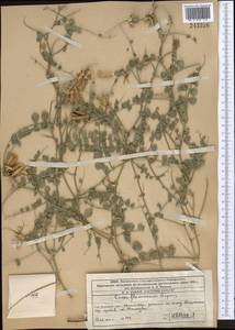 Cicer flexuosum Lipsky, Middle Asia, Western Tian Shan & Karatau (M3) (Kazakhstan)