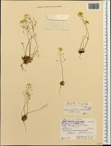 Draba hispida Willd., Caucasus, North Ossetia, Ingushetia & Chechnya (K1c) (Russia)