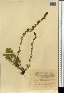 Artemisia argyrophylla Ledeb., Mongolia (MONG) (Mongolia)