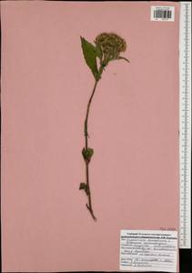 Eupatorium cannabinum L., Eastern Europe, Central region (E4) (Russia)