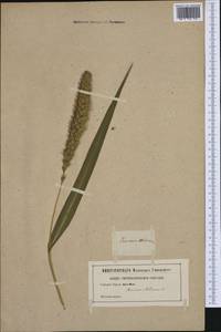 Setaria italica (L.) P.Beauv., Western Europe (EUR) (Not classified)