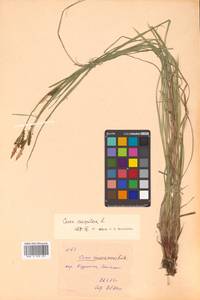 Carex cespitosa L., Siberia, Russian Far East (S6) (Russia)
