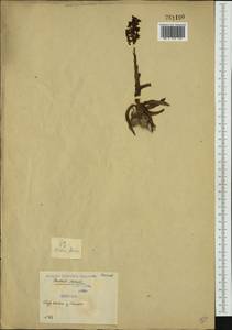 Anacamptis morio (L.) R.M.Bateman, Pridgeon & M.W.Chase, Western Europe (EUR) (Serbia)