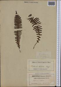 Lomaria discolor (G. Forst.) Willd., Botanic gardens and arboreta (GARD) (Russia)