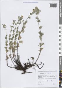 Potentilla argentea L., Siberia, Baikal & Transbaikal region (S4) (Russia)