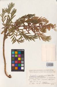 Euphorbia saratoi Ardoino, Eastern Europe, Lower Volga region (E9) (Russia)