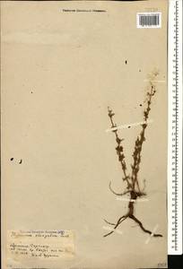 Hypericum elongatum, Caucasus, Armenia (K5) (Armenia)