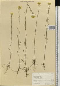 Erysimum diffusum Ehrh., Eastern Europe, Central forest-and-steppe region (E6) (Russia)