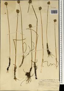 Allium atrosanguineum var. atrosanguineum, Mongolia (MONG) (Mongolia)
