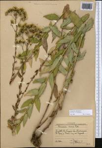 Hieracium robustum Fr., Middle Asia, Western Tian Shan & Karatau (M3) (Uzbekistan)