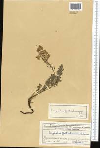 Corydalis gortschakovii Schrenk, Middle Asia, Northern & Central Tian Shan (M4) (Kyrgyzstan)