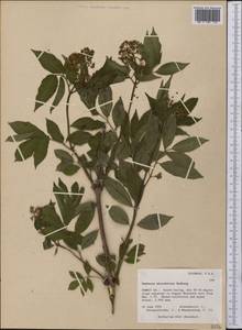 Sambucus racemosa subsp. racemosa, America (AMER) (United States)