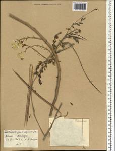 Gliricidia sepium (Jacq.)Walp., Africa (AFR) (Mali)