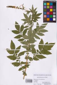 Agrimonia procera Wallr., Eastern Europe, Western region (E3) (Russia)
