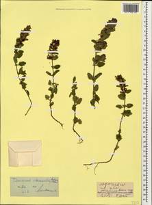 Teucrium chamaedrys L., Caucasus, Stavropol Krai, Karachay-Cherkessia & Kabardino-Balkaria (K1b) (Russia)