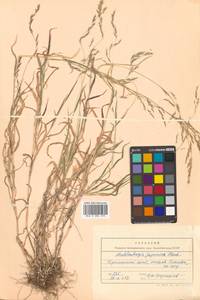 Muhlenbergia japonica Steud., Siberia, Russian Far East (S6) (Russia)