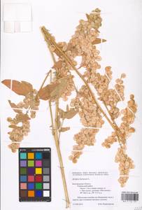Atriplex hortensis L., Eastern Europe, Central forest-and-steppe region (E6) (Russia)