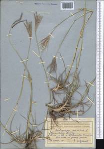 Bothriochloa ischaemum (L.) Keng, Middle Asia, Northern & Central Tian Shan (M4) (Kazakhstan)