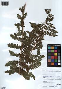 Polystichum braunii (Spenn.) Fée, Siberia, Altai & Sayany Mountains (S2) (Russia)