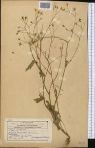 Crepis pulchra L., Middle Asia, Syr-Darian deserts & Kyzylkum (M7) (Uzbekistan)