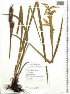 Iris halophila Pall., Caucasus, Black Sea Shore (from Novorossiysk to Adler) (K3) (Russia)