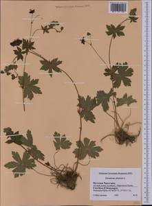 Geranium phaeum L., Western Europe (EUR) (Montenegro)