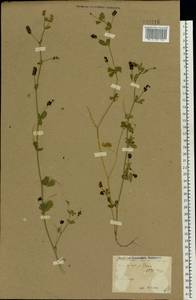 Medicago lupulina L., Eastern Europe, North Ukrainian region (E11) (Ukraine)